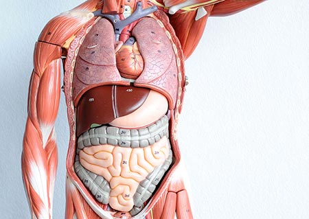 human-anatomy-and-physiology-courses
