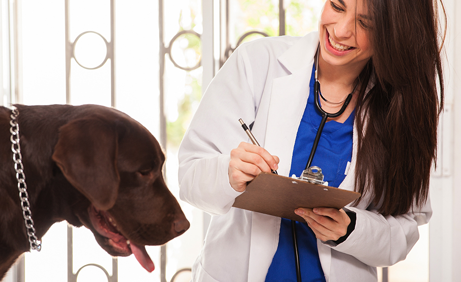 vmt-Vet-Med-Terminology